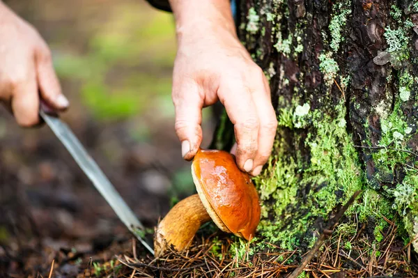 Man snijdt een paddestoel — Stockfoto