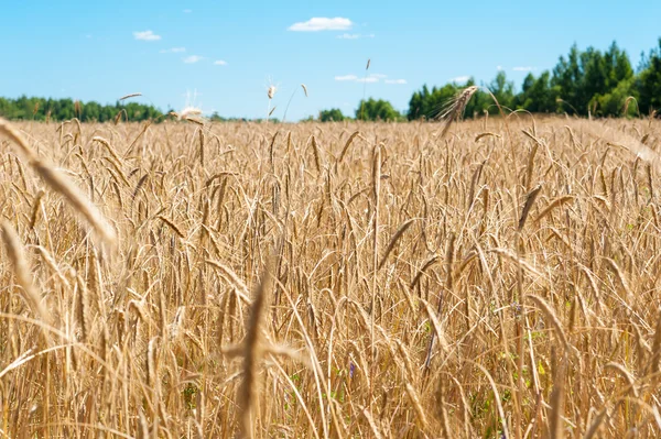 Field with ripe wheat — Stock Photo, Image