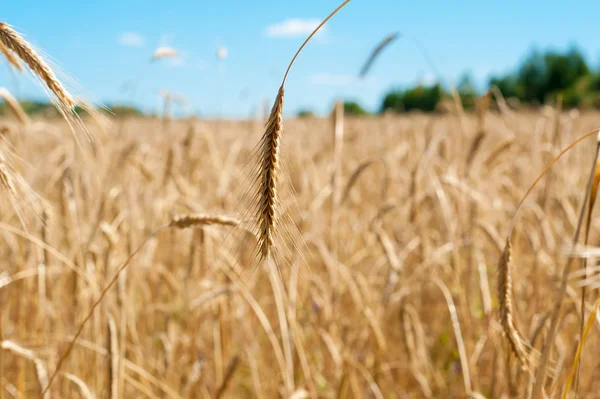 Field with wheat ear — Stock Photo, Image