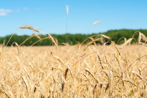 Field with wheat — Stock Photo, Image