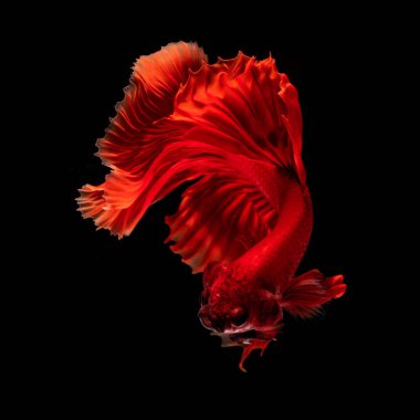 The most colorful fish in the world