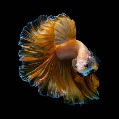 The most colorful fish in the world