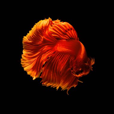 The most colorful fish in the world