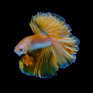 The most colorful fish in the world