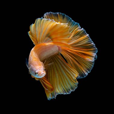 The most colorful fish in the world