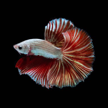 The most colorful fish in the world