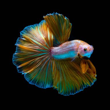 The most colorful fish in the world