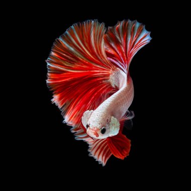 The most colorful fish in the world