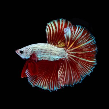 Pictures of colorful betta fish in Thailand that have been developed species