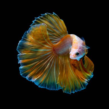 Pictures of colorful betta fish in Thailand that have been developed species