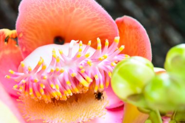 Gülle ağacı çiçeği..