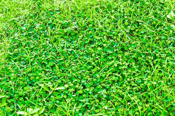 Čerstvý zelený list. — Stock fotografie