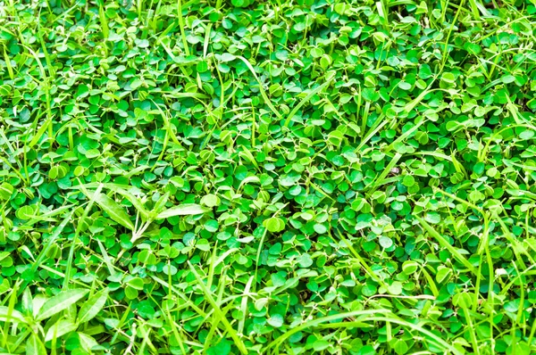Fresh green leaf. — Stock Photo, Image