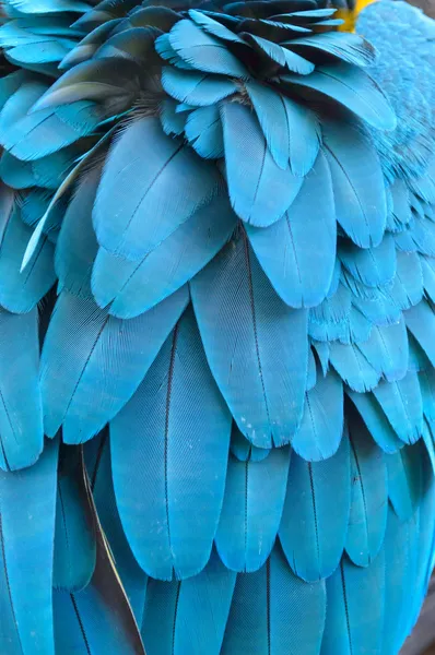 Feather of a blue macaw parrot. — Stock Photo, Image