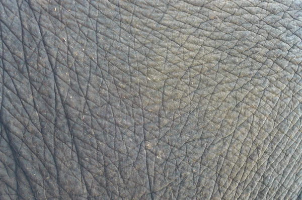 Sloní kůže — Stock fotografie