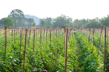 kırsal kesimde salatalık sebze bahçesi.