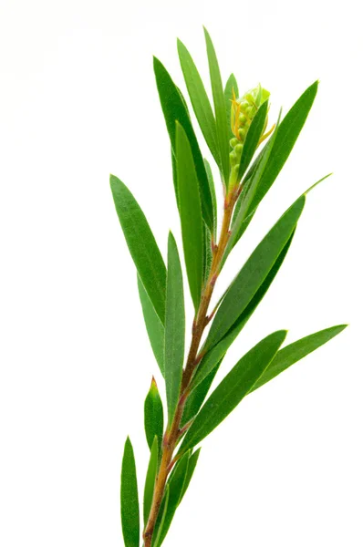 beyaz zemin üzerinde izole söğüt ağacının yaprakları.