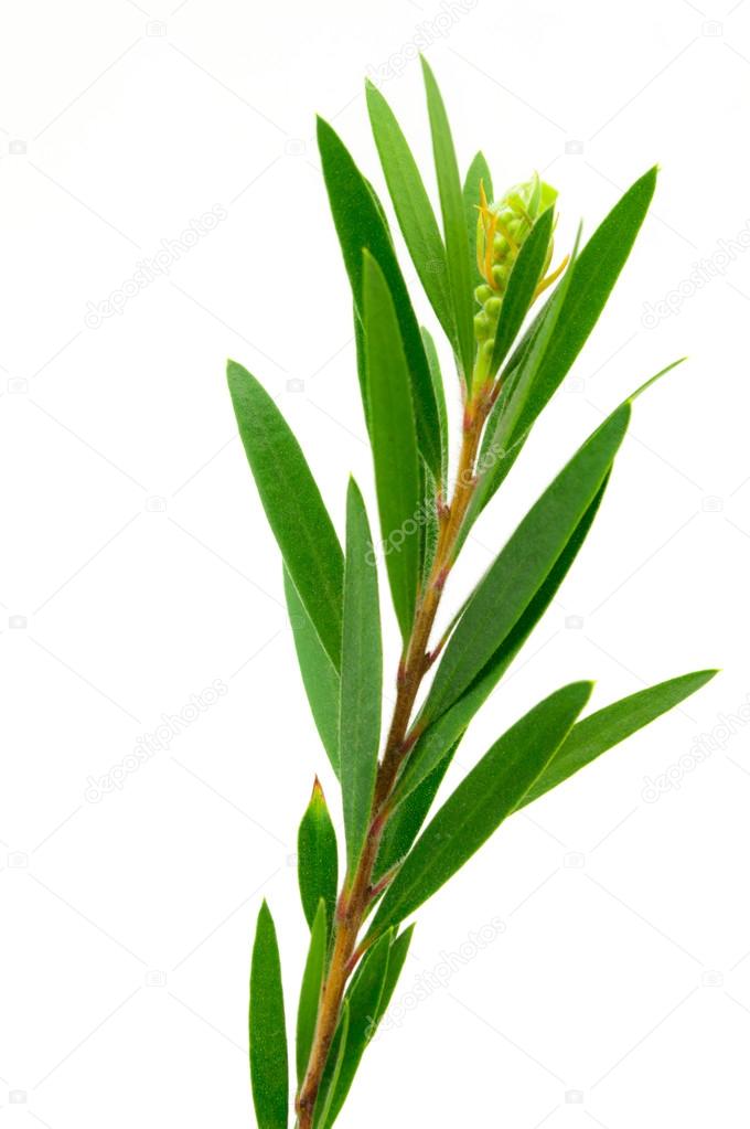 Willow tree leaves isolated on white background.