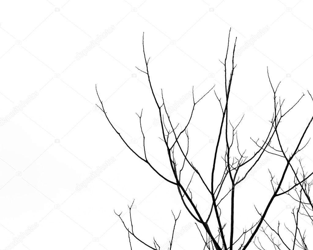 Leafless tree branches abstract background. Black and white.