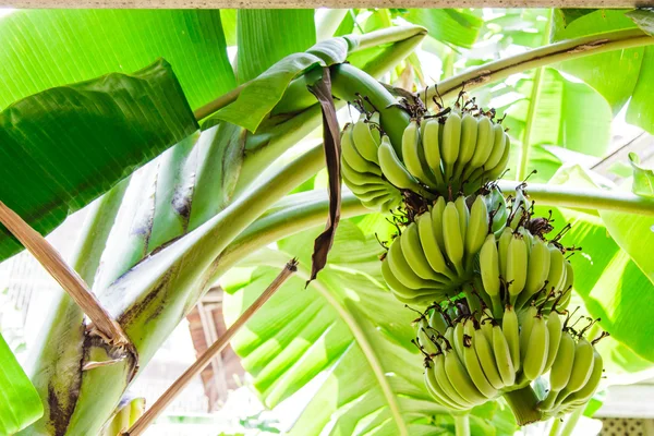 Árbol de plátano con un montón de plátanos. — Foto de Stock