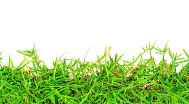 Taze bahar yeşili çimenler beyaz arkaplanda izole.