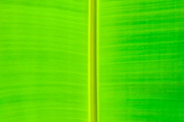 Textura fondo de contraluz verde fresco Hoja. — Foto de Stock