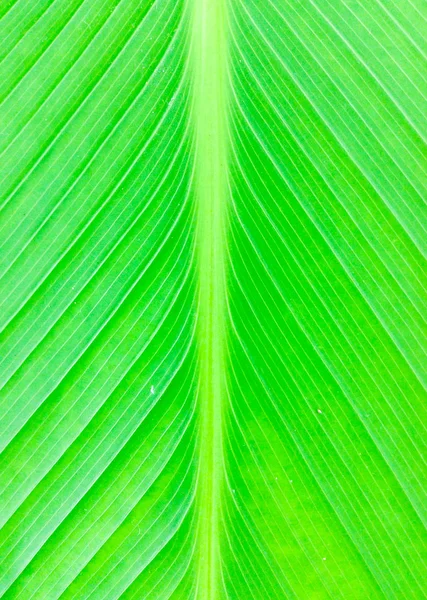 Textura de uma folha verde . — Fotografia de Stock
