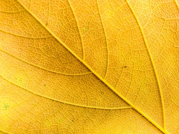 Barevné pozadí podzimního listu — Stock fotografie