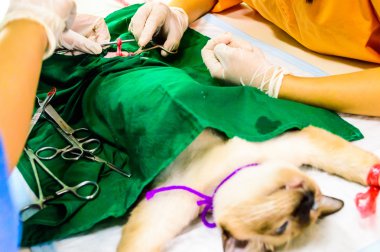 Dişi kedi Cerrahi Sterilizasyon.