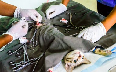 Dişi kedi Cerrahi Sterilizasyon.