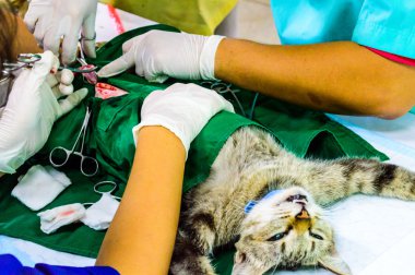 Dişi kedi Cerrahi Sterilizasyon.