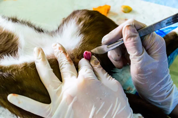 Castração cirúrgica do gato macho . — Fotografia de Stock