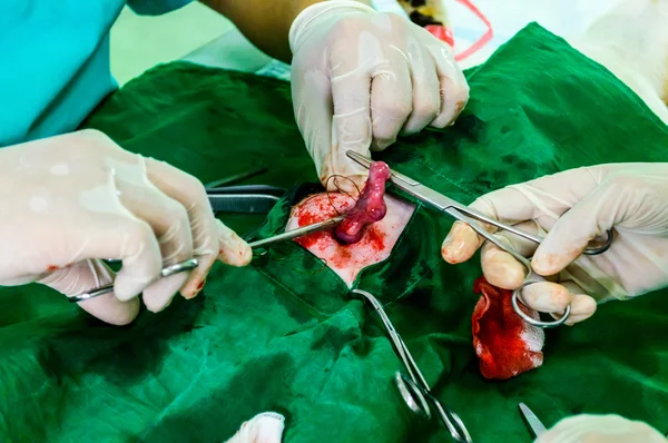 Surgical Sterilization of Female Cat. — Stock Photo, Image