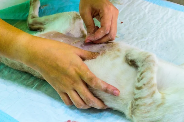Preparations for the surgical sterilization of cat — Stock Photo, Image