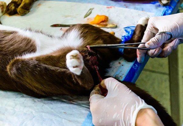 Surgical Castration of Male Cat. — Stock Photo, Image