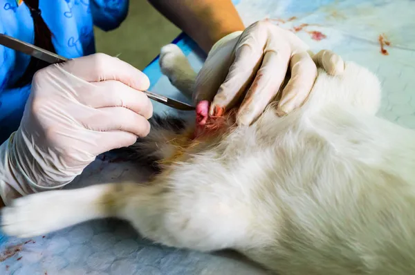 Χειρουργικού ευνουχισμού των αρσενική γάτα. Royalty Free Φωτογραφίες Αρχείου