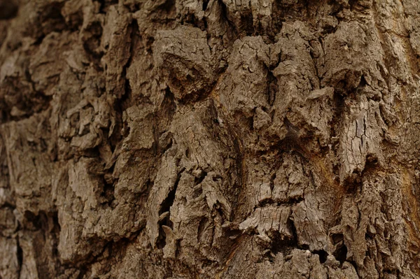 Detail of the trunk of a tree: the bark. — Stock Photo, Image