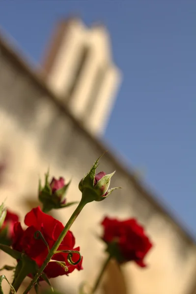 La rosa e la chiesa . — Foto Stock