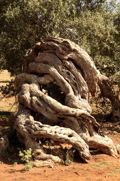 Ângulo de oliveiras — Fotografia de Stock