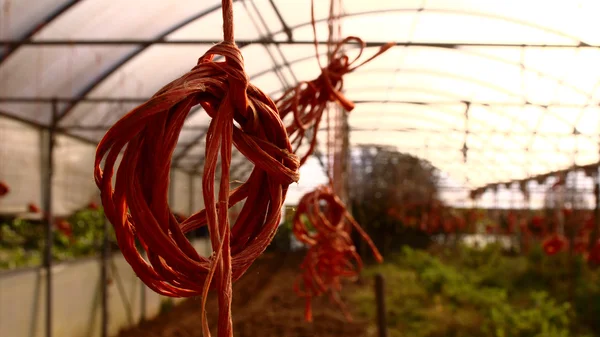 Invernadero y cuerdas, en una granja orgánica . —  Fotos de Stock