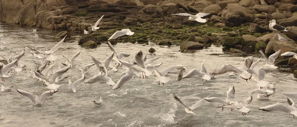 Seagulls eating fish in the sea. — Stock Photo, Image