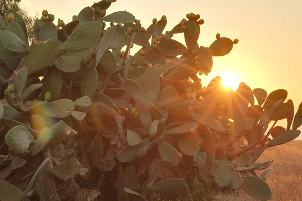 Sole che splende attraverso rami di cactus di fico indiano — Foto Stock