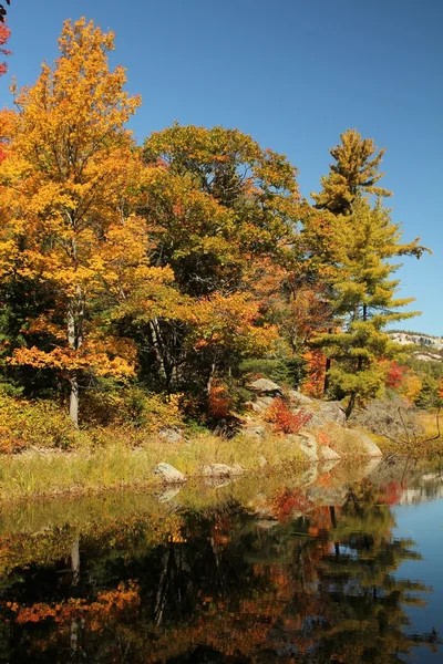 Árvores do início do outono refletindo em água calma — Fotografia de Stock