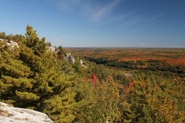 Fall forest landscape — Stock Photo, Image