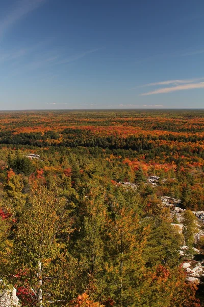 Autumn forest landscape — Stock Photo, Image