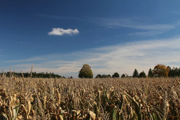 Maisfeld im Herbst — Stockfoto
