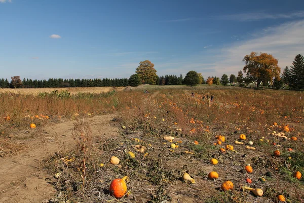 Field of pumpkins — Stock Photo, Image