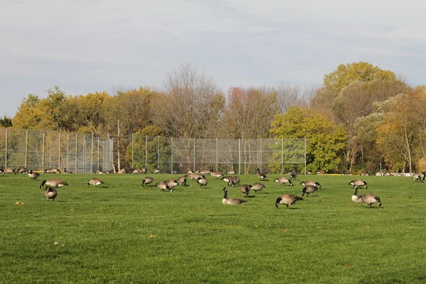 Большая группа канадских гусей — стоковое фото