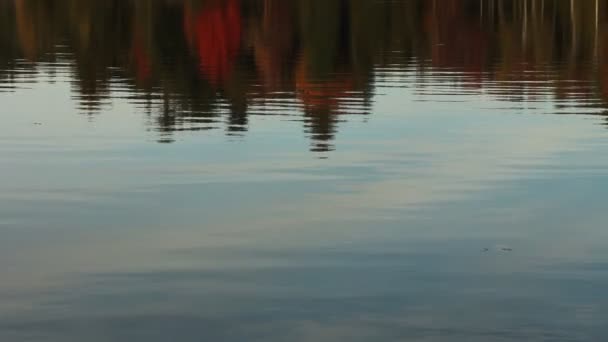 शरद ऋतु पेड़ शांत झील पर प्रतिबिंबित — स्टॉक वीडियो