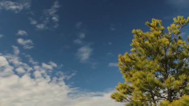 Pine tree with view of Georgian Bay — Stock Video